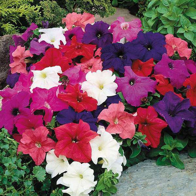 ibains Double petunia flower seeds Seed(19 per packet)