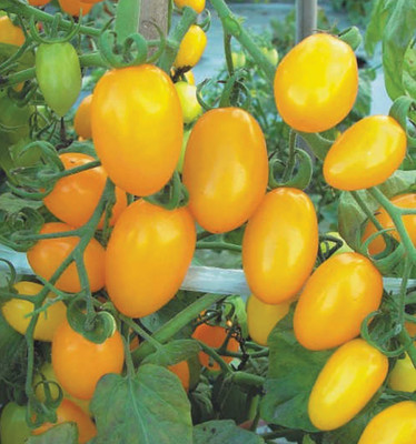 fixeded Tomato Yellow Grape Seed(50 per packet)