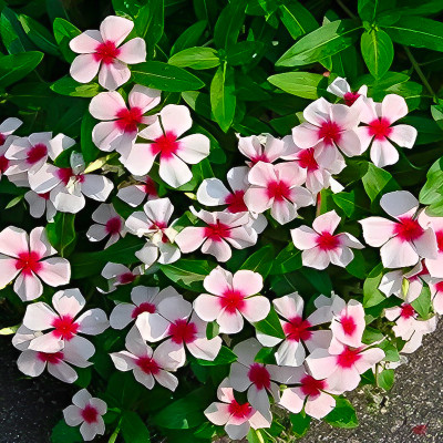 Seedsilk Vinca seeds hybrid mixed Seed(50 per packet)