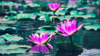 BDSresolve lotus,kamal gatta Seed(10 per packet)