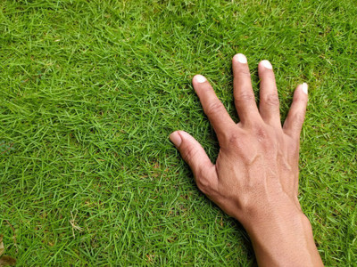 the green dotcom Durva Lawn Grass Seeds, Grass Seeds For Lawn Seed(1000 per packet)