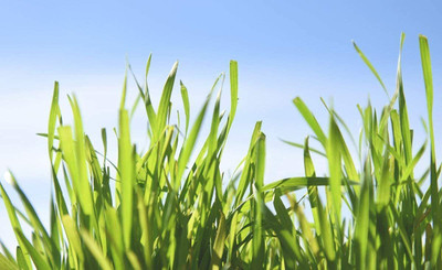 VibeX PUAS-26 - Cat Wheatgrass - (7500 Seeds) Seed(7500 per packet)