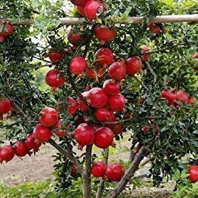 Qualtivate PUAS-69 Pomegranate Super Bhagwa Fruit Seeds Seed(25 per packet)