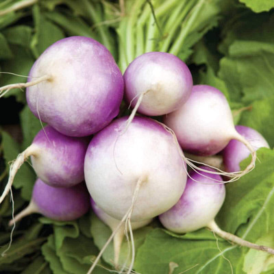 Aywal High Germination Seeds White Purple Top Turnip/Shalgam Seed(225 per packet)