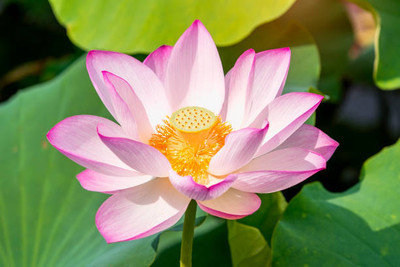 Somadev Lotus Seed(11 per packet)