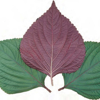 CYBEXIS LX-81 - Green Shiso (Perilla) - (750 Seeds) Seed(750 per packet)