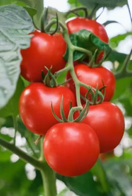 Aro Tomato, Tamatar Seed(280 per packet)