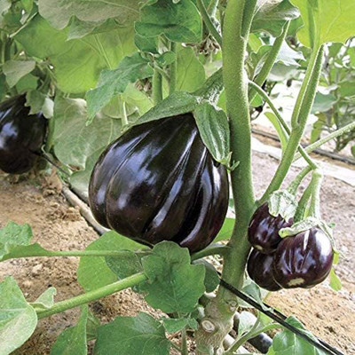 KNESSiN Brinjal Purple Seed(200 per packet)