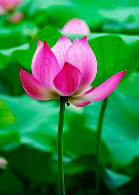 TORPPEZA lotus,kamal gatta Seed(11 per packet)