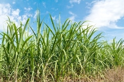SBGARDEN Sudan Grass For Sheep, Healthy Sudan Sorghum Grass Seed(9000 per packet)