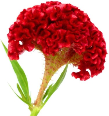 Quentova Celosia Cristata Cockscomb-22X-XIL Seed(50 per packet)