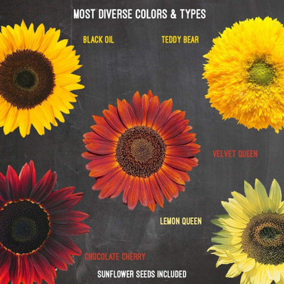 KNESSiN Flower Seed(200 per packet)