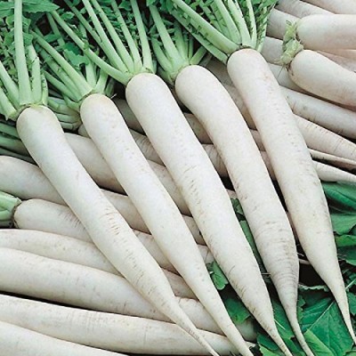 KNESSiN Vegetable Radish For Kitchen Garden[600 Seeds] Seed(600 per packet)