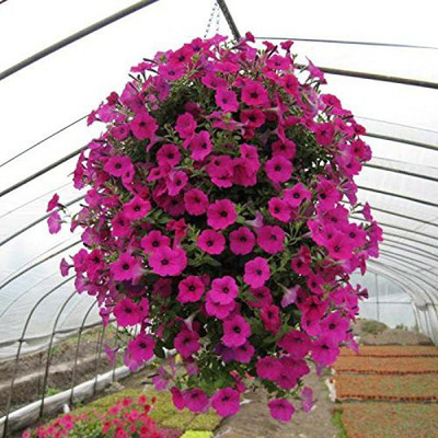 CYBEXIS Petunia Star Pro Flower Garden Seeds Seed(50 per packet)