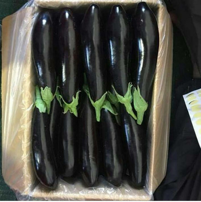 UGRA Vegetable Eggplant High Quality Seed(2500 per packet)