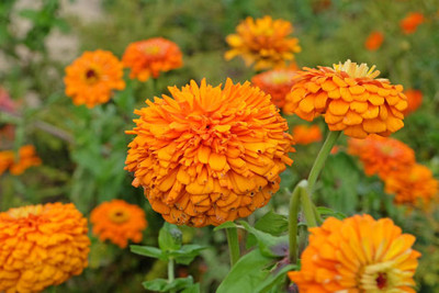 daujiseeds marigold/gende ka phool flower seeds Seed(25 per packet)