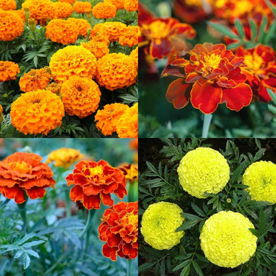 ibains Marigold mixed color seeds 30 Seed(30 per packet)