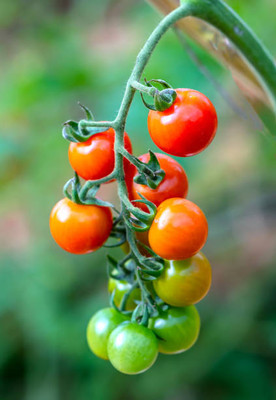 MOGEX tomato Seed(60 per packet)