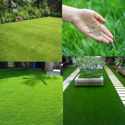 Greenfall Korean Lawn Grass Seed for Perfect Gardens - 5500 + Seeds Per Pack Seed(5500 per packet)