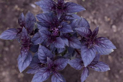 Qualtivate TLX-23 Basil 'Osmin Purple' Seed(1000 per packet)