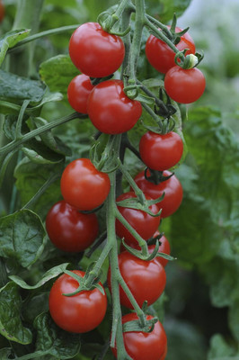 Biosnyg Hybrid Supersweet 100 Tomato Fresh Healthy Seeds - (2000 Seeds) Seed(2000 per packet)
