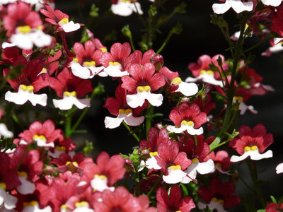 JD AGRO Nemesia Red & White Seed(20 per packet)