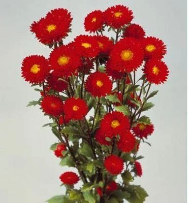 Mozette Exotic aster Seed(28 per packet)
