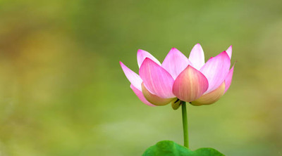 Go Raw lotus,kamal gatta Seed(11 per packet)