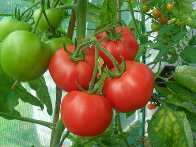 KNESSiN QLI-54 Arka Abhijeet Tomato Seed(200 per packet)