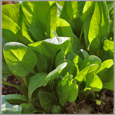 KANAYA Spinach Seed(60 per packet)
