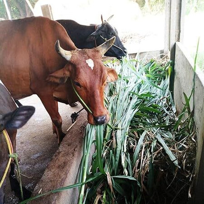 Growbyte ™️Sudan Grass For Goat, Grass Seeds For Goat Seed(550 per packet)
