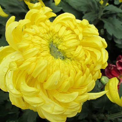 CYBEXIS VVI-4 - Yellow Chrysanthemum - (30 Seeds) Seed(30 per packet)