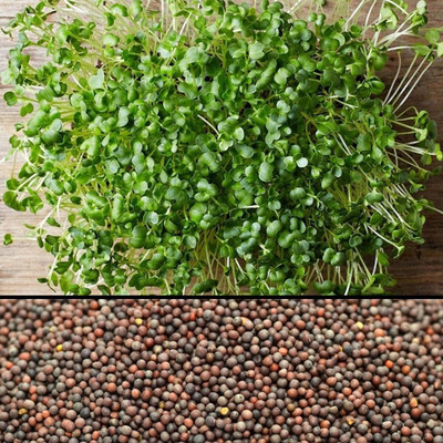 WILLVINE HAR -II Organic Non-gmo Sprouting Seeds Broccoli [5g] Seed(1500 per packet)