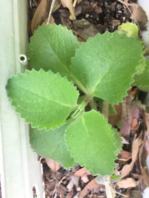 Quentova Organic Cuban OREGANO-VNT-11Q Seed(300 per packet)