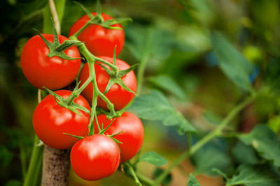 wequality tomato Seed(145 per packet)