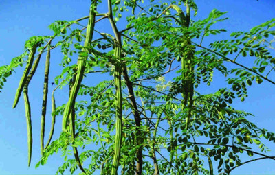 Aywal Variety Hybrid Drumstick Seed(80 per packet)