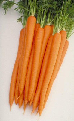 CYBEXIS F1 Hybrid Seeds of Vegetable Carrot Sugarsnax2000 Seeds Seed(2000 per packet)