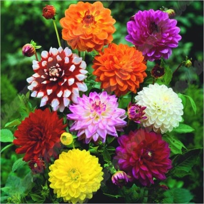 EcoFusion Dahlia Double Mixed Flower Hybrid Seed(60 per packet)