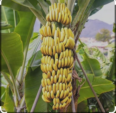 SHYAM Sabri BANANA Plant. Seed(1 per packet)