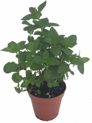 VibeX ® XXL-423 Kentucky Colonel Spearmint Seeds Seed(200 per packet)
