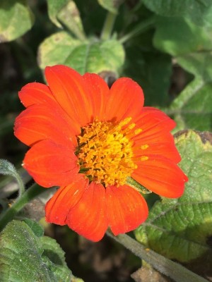 Quentova Tithonia Orange Flower-TKK-7C Seed(100 per packet)