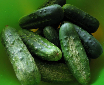 Qualtivate RES-8A Cucumber Seeds- Boston Pickling Heirloom Seed(300 per packet)