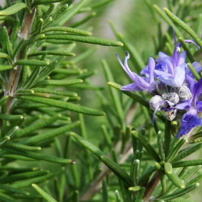 CYBEXIS GBPUT-44 - Herb Rosemary - (250 Seeds) Seed(250 per packet)