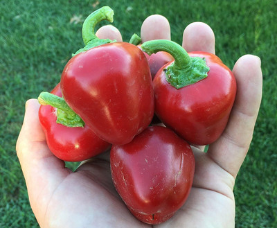 Biosnyg Pimiento Cherry Stuffing Pepper Seeds for Terrace Gardening-(2000 Seeds) Seed(2000 per packet)