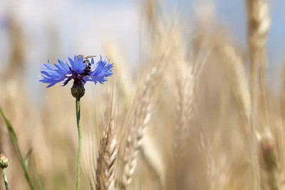 MAA Cornflower Seed(26 per packet)
