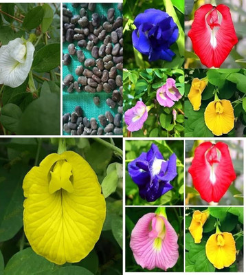 AMAJIT Aparajita plant seeds,Butterfly pea seeds,Nilkanthya flower seeds,Gokurna plant Seed(20 per packet)