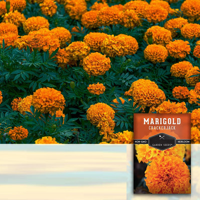 VibeX ® VXI-596 Mixed Marigold Seeds Seed(500 per packet)