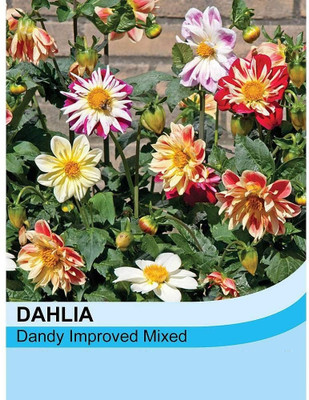 LPR DAHLIA Seed(20 per packet)