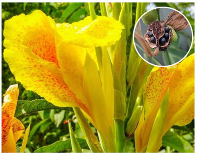 bloomaura canna lily Seed(10 per packet)