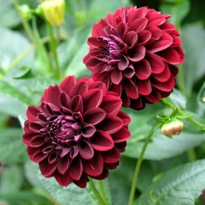 Lorvox Dahlia Seed(10 per packet)